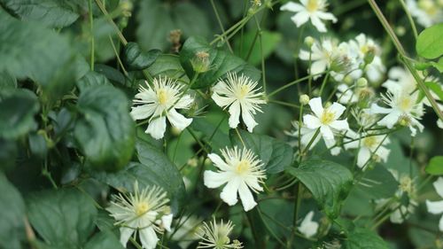 Close-up of white flowering plants