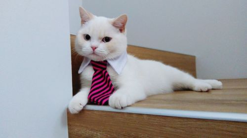 Portrait of white cat