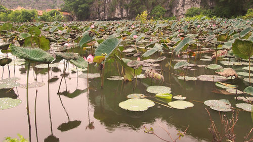 Lotus water lily in lake