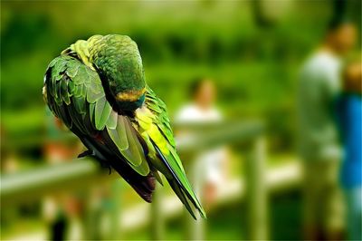 Close-up of parrot perching on railing