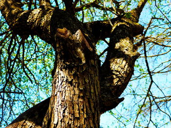 Low angle view of bare tree against sky