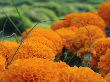 Close-up of orange marigold flower