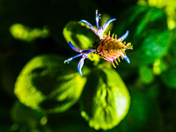 Close-up of purple flowering plant