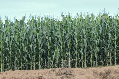 Crops growing on field against sky