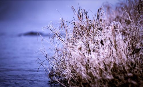 Close-up of plants against sea