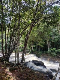 Scenic view of waterfall in forest