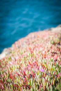 Succulent plants growing at bodega bay