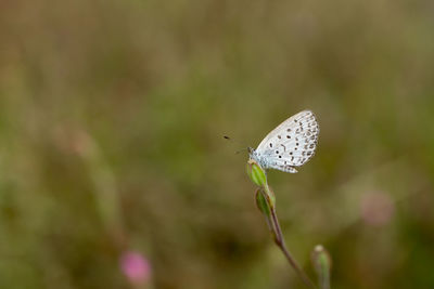 Butterfly perching on plant