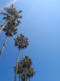 Low angle view of coconut palm tree against clear blue sky