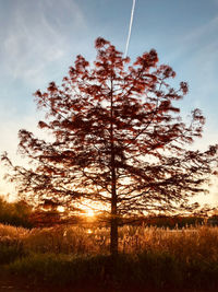 Tree on field against sky during sunset