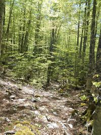 Trees growing in forest