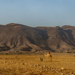 Camel in a desert