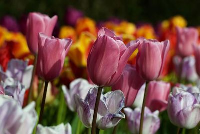 Close-up of tulips