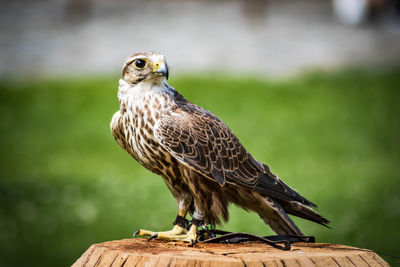 Close-up of owl perching outdoors