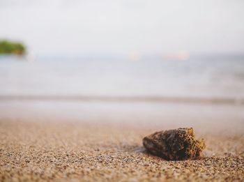 Surface level of sandy beach