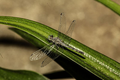 Close-up of insect