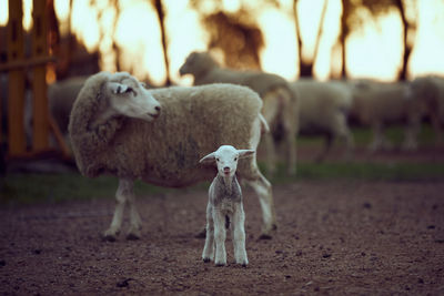 Sheep in a field