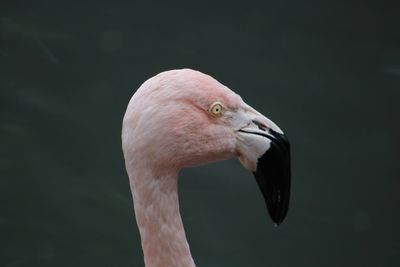 Close-up of bird