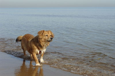 Golden retriever running on beach