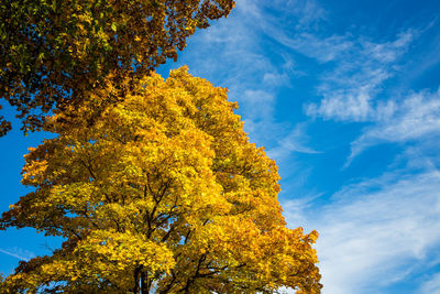 Low angle view of trees against sky