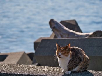 Cat looking at sea