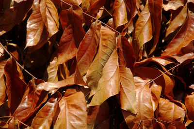 Close-up of dry leaves during autumn