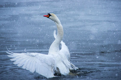 Close-up of swan swimming in lake