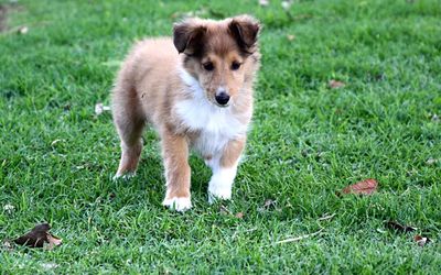 Close-up of puppy on grass