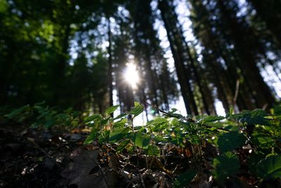 Sunlight streaming through trees in forest