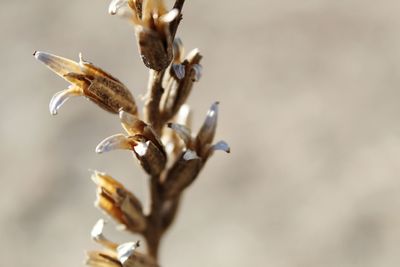 Close-up of wilted plant