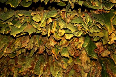 Full frame shot of leaves on field