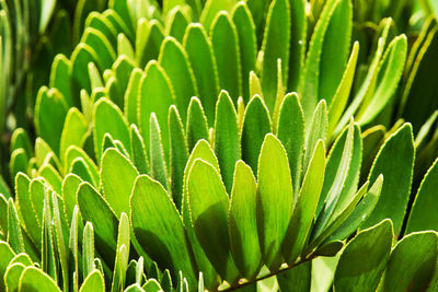 Close-up of green leaves