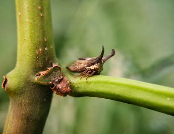 Close-up of lizard on leaf