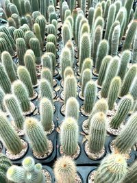 Full frame shot of succulent plant