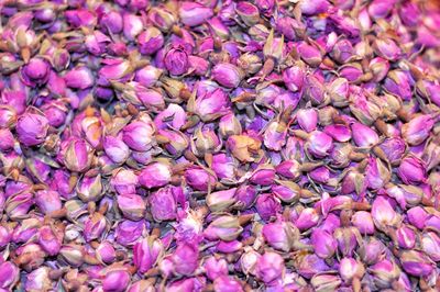 High angle view full frame shot of dried purple rose petals