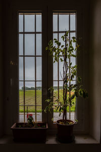 Potted plants on window sill at home