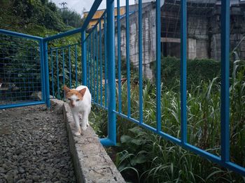 Portrait of a cat in cage