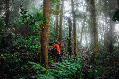 Rear view of person walking amidst trees in forest