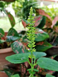 Close-up of fresh green plant