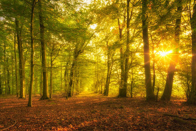 Trees in forest during autumn