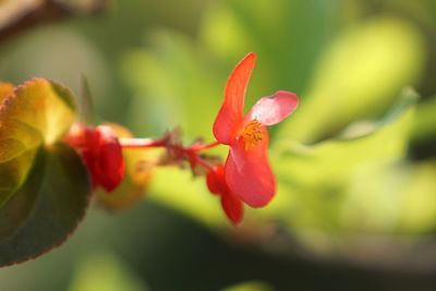 Close-up of red flowering plant