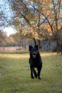 Portrait of a dog on the ground