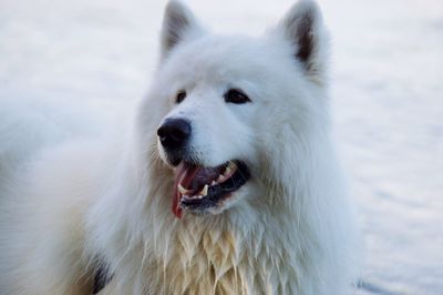 Close-up of a dog