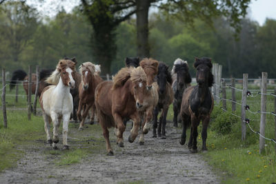 Horses in a field