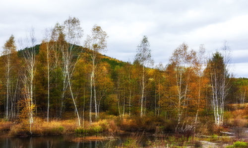 Scenic view of forest against sky