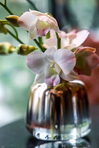 Close-up of pink flowers