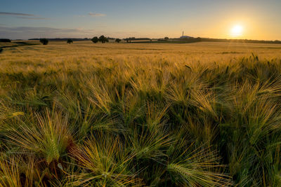 Scenic view of field against sky at sunset