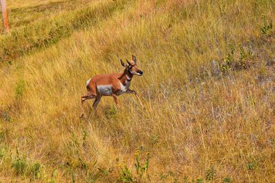 Side view of deer running on field