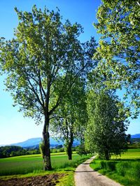 Trees on field against sky