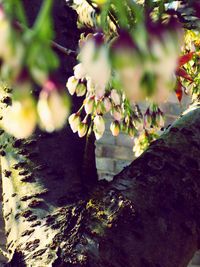 Close-up of fresh green tree